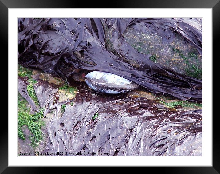Sea Shell Framed Mounted Print by Susan Mundell