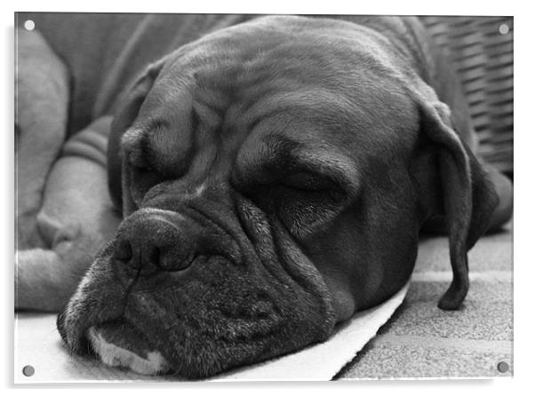 Sleepy Dog - black & white Acrylic by Paul Piciu-Horvat