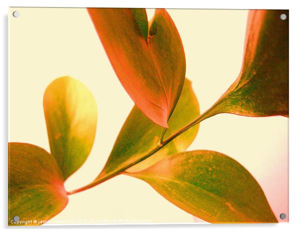 Leaf Study - 3 Acrylic by james richmond