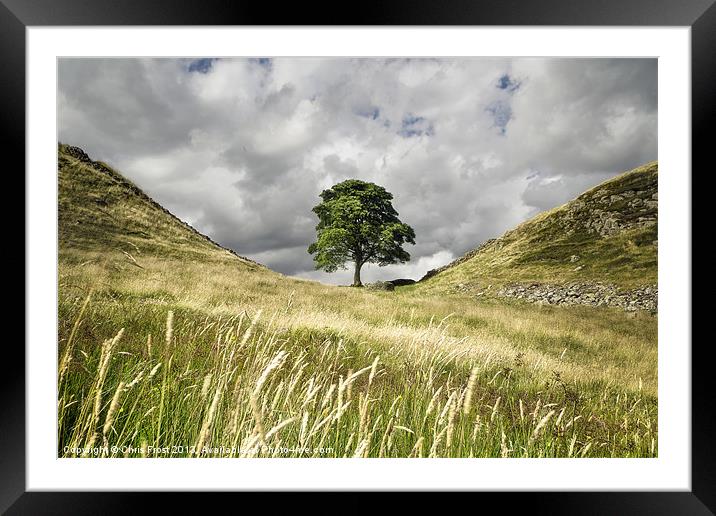Sycamore Gap, Hadrians Wall Framed Mounted Print by Chris Frost