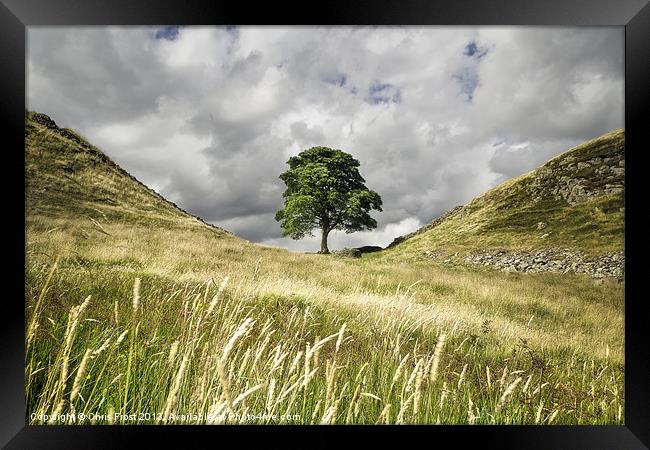 Sycamore Gap, Hadrians Wall Framed Print by Chris Frost