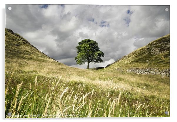 Sycamore Gap, Hadrians Wall Acrylic by Chris Frost