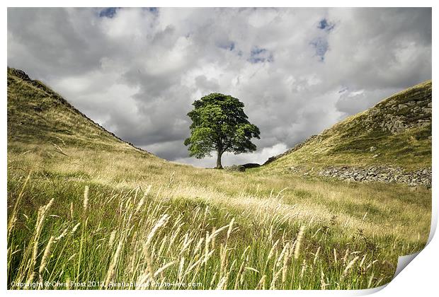 Sycamore Gap, Hadrians Wall Print by Chris Frost
