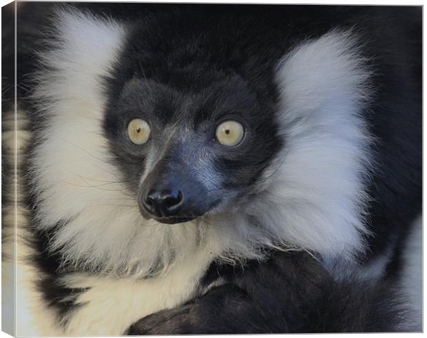 Black & White Ruffed Lemur Canvas Print by nikola oliver