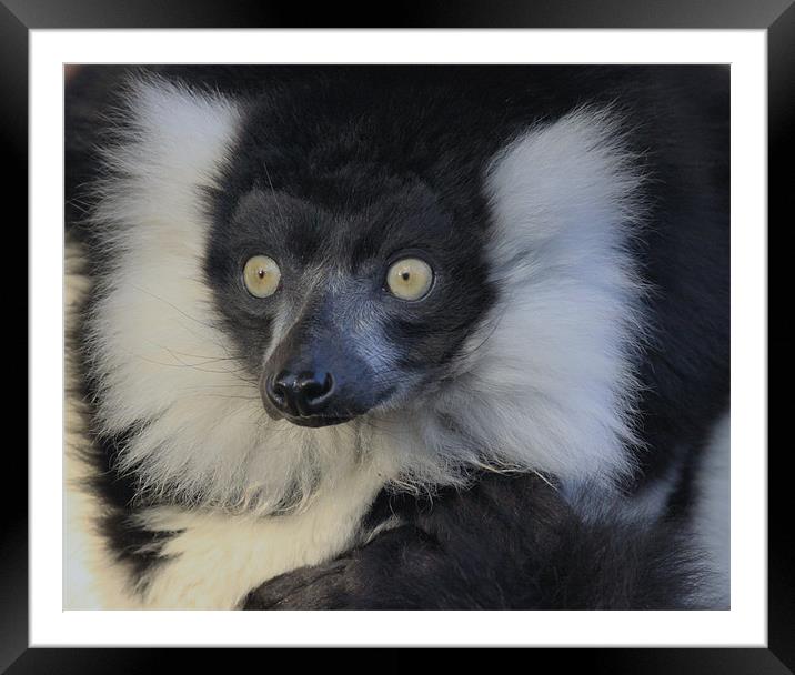 Black & White Ruffed Lemur Framed Mounted Print by nikola oliver