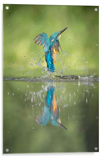 Male Kingfisher Acrylic by Natures' Canvas: Wall Art  & Prints by Andy Astbury