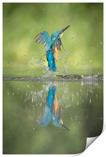 Male Kingfisher Print by Natures' Canvas: Wall Art  & Prints by Andy Astbury