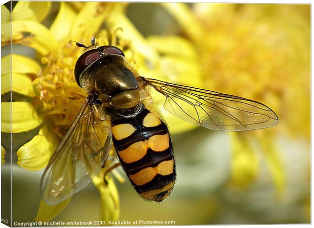 Hover fly resting Canvas Print by michelle whitebrook
