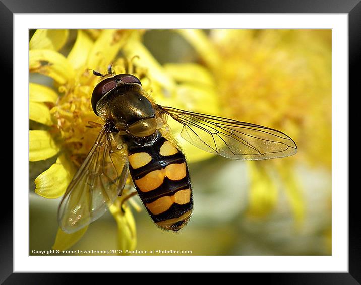 Hover fly resting Framed Mounted Print by michelle whitebrook