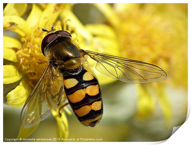 Hover fly resting Print by michelle whitebrook