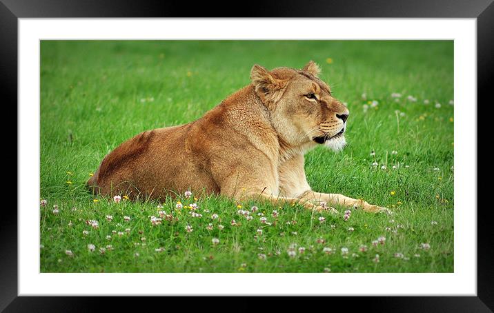 Patrolling her Territory Framed Mounted Print by Jon Fixter