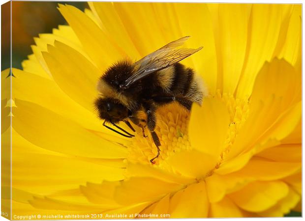 Bumbling about 2 Canvas Print by michelle whitebrook