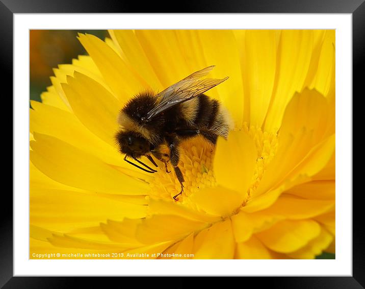 Bumbling about 2 Framed Mounted Print by michelle whitebrook