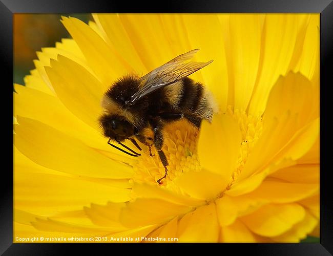 Bumbling about 2 Framed Print by michelle whitebrook