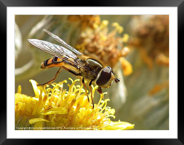 Hover fly 7 Framed Mounted Print by michelle whitebrook