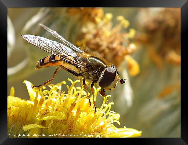 Hover fly 7 Framed Print by michelle whitebrook