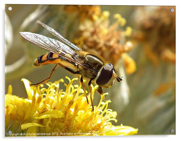 Hover fly 7 Acrylic by michelle whitebrook
