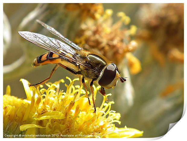 Hover fly 7 Print by michelle whitebrook
