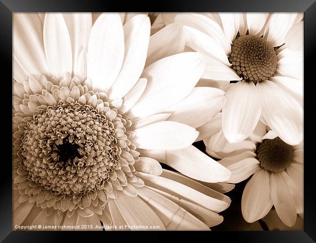 Gerbera and Daisies in Sepia Framed Print by james richmond