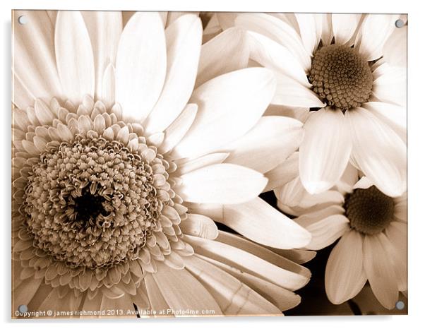 Gerbera and Daisies in Sepia Acrylic by james richmond