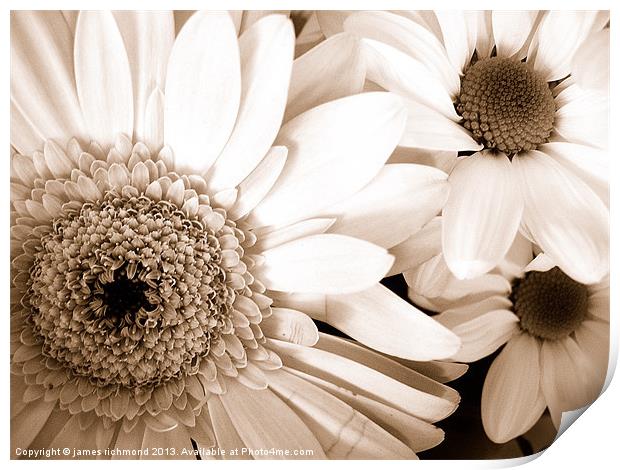 Gerbera and Daisies in Sepia Print by james richmond