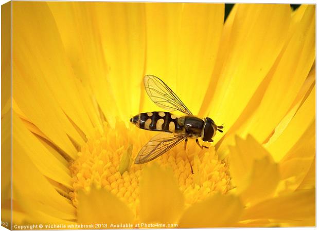 Hover fly 8 Canvas Print by michelle whitebrook