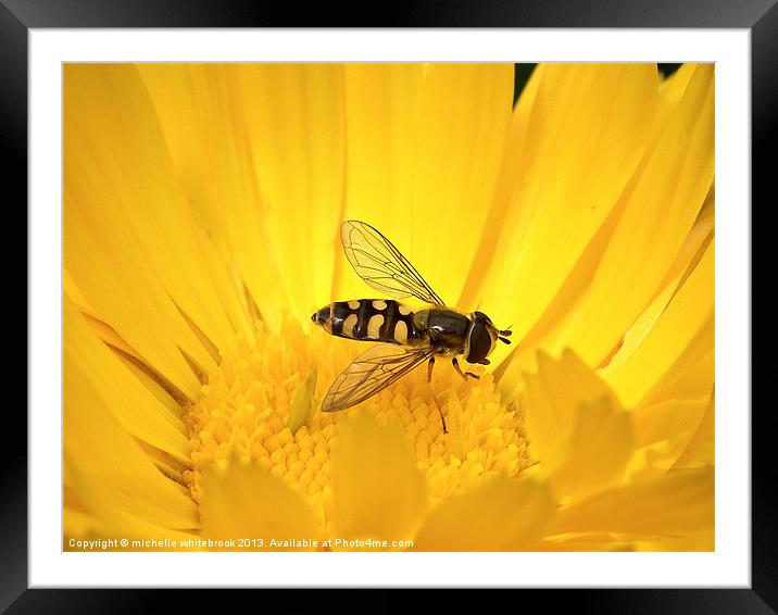 Hover fly 8 Framed Mounted Print by michelle whitebrook