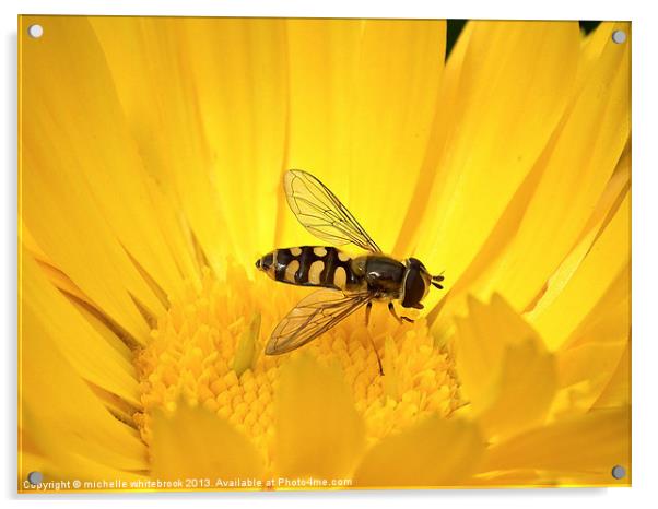 Hover fly 8 Acrylic by michelle whitebrook