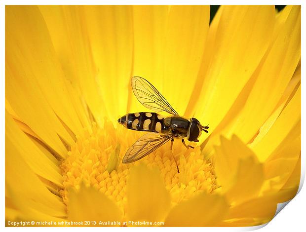 Hover fly 8 Print by michelle whitebrook