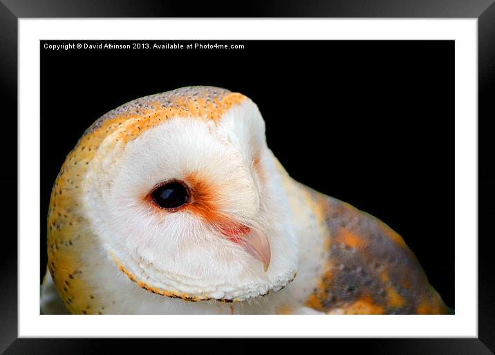 BARN OWL Framed Mounted Print by David Atkinson