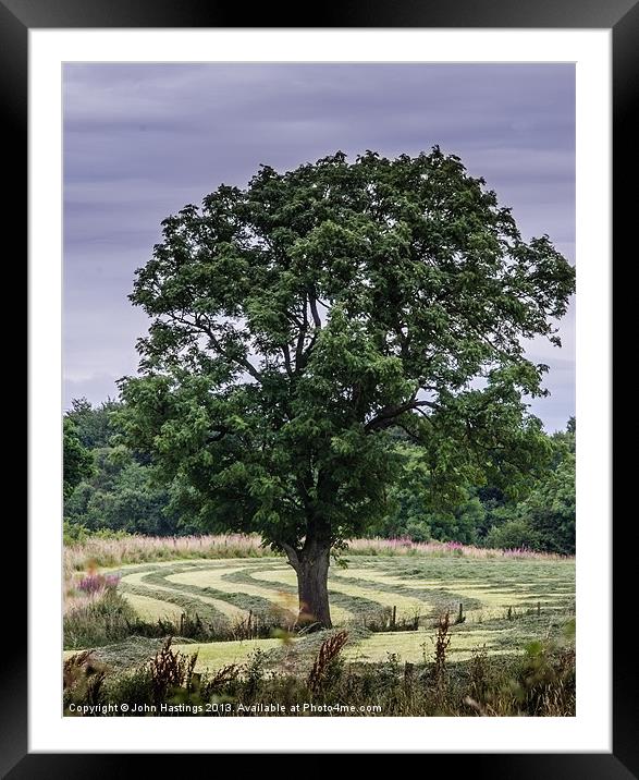 Tree in a landscape Framed Mounted Print by John Hastings
