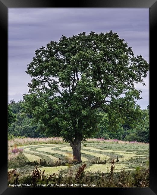 Tree in a landscape Framed Print by John Hastings