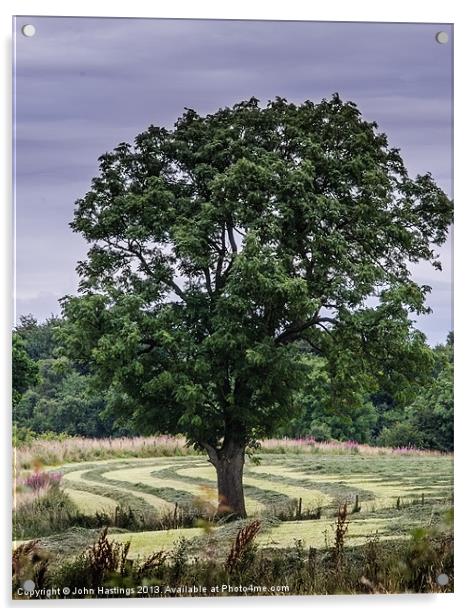 Tree in a landscape Acrylic by John Hastings