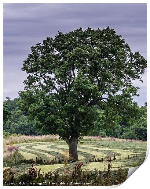 Tree in a landscape Print by John Hastings