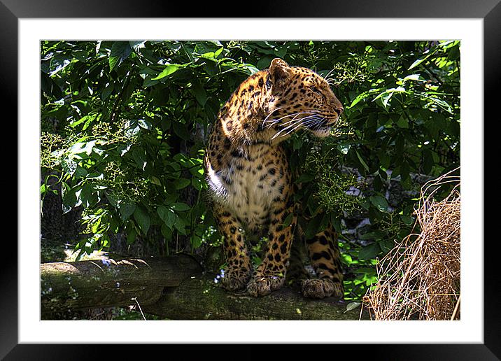Amur Leopard Framed Mounted Print by Tom Gomez