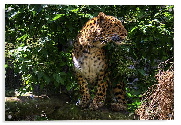 Amur Leopard Acrylic by Tom Gomez