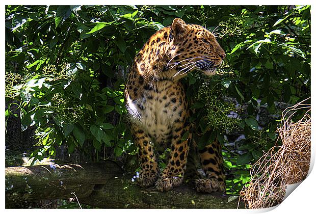 Amur Leopard Print by Tom Gomez