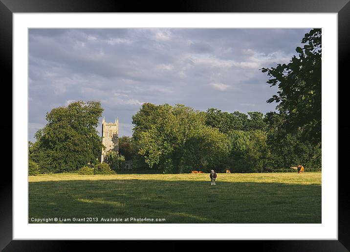 Hilborough Church and cattle grazing in a field at Framed Mounted Print by Liam Grant