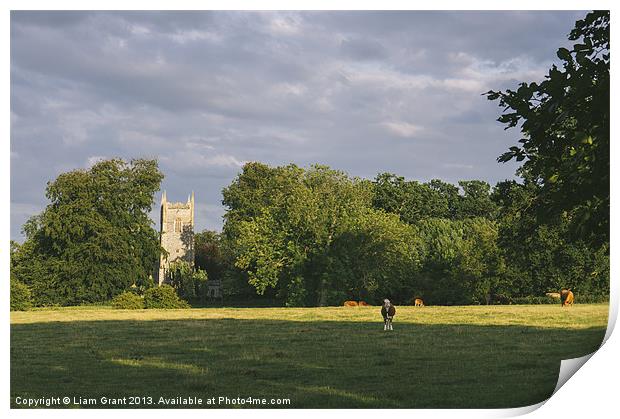 Hilborough Church and cattle grazing in a field at Print by Liam Grant