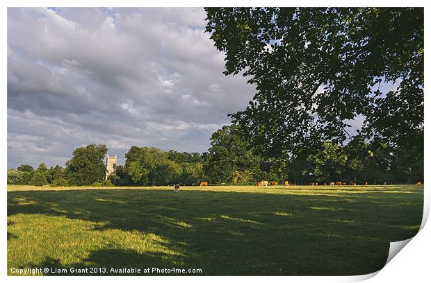 Hilborough Church and cattle grazing in a field at Print by Liam Grant