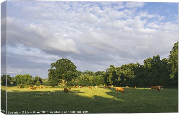 Cattle grazing in a field at sunset. Canvas Print by Liam Grant