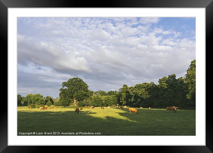Cattle grazing in a field at sunset. Framed Mounted Print by Liam Grant
