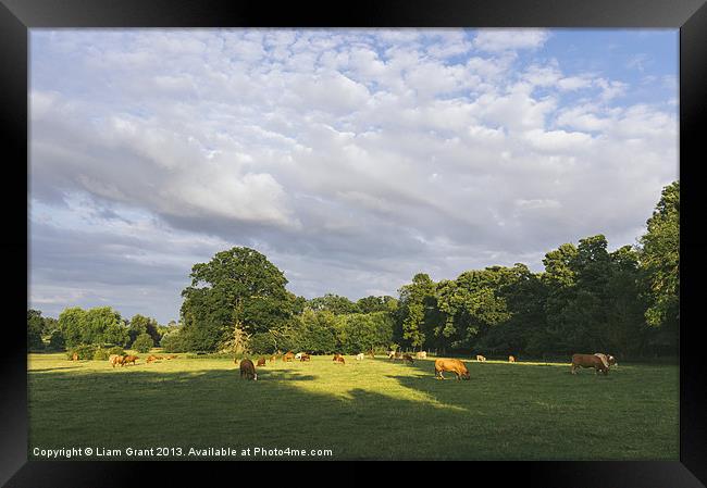 Cattle grazing in a field at sunset. Framed Print by Liam Grant