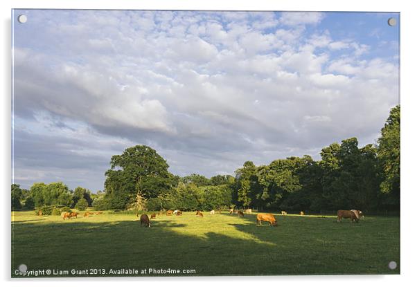 Cattle grazing in a field at sunset. Acrylic by Liam Grant