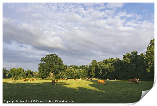 Cattle grazing in a field at sunset. Print by Liam Grant