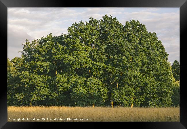 Oak trees and wild grass meadow at sunset. Framed Print by Liam Grant