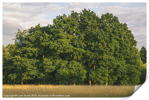 Oak trees and wild grass meadow at sunset. Print by Liam Grant