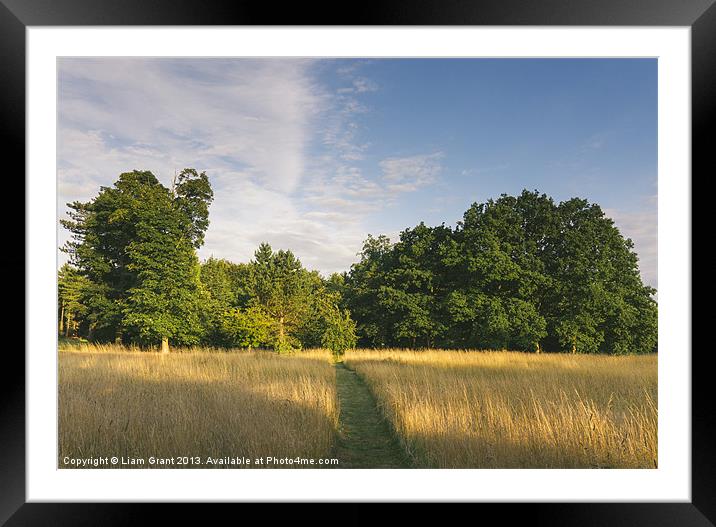 Oak trees and wild grass meadow at sunset. Framed Mounted Print by Liam Grant