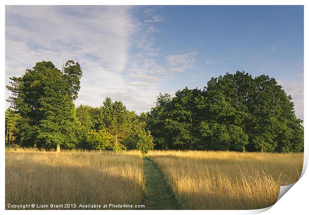 Oak trees and wild grass meadow at sunset. Print by Liam Grant