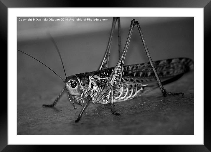 Mr. Grasshopper Framed Mounted Print by Gabriela Olteanu